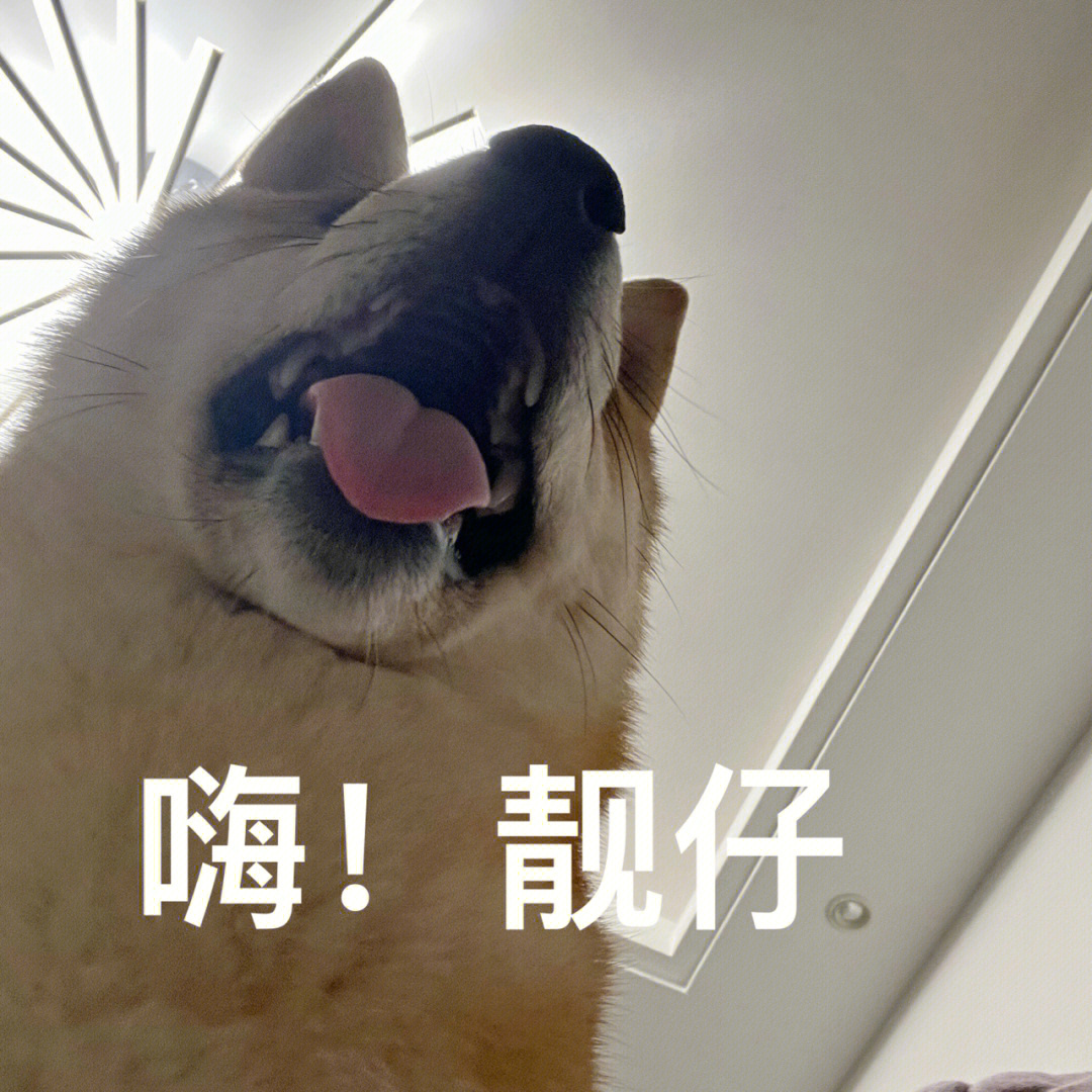 柴犬下楼表情包图片