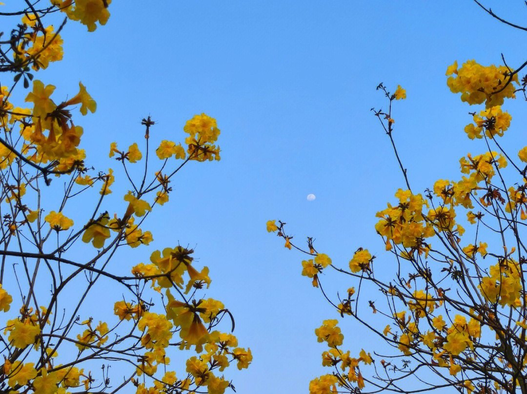 黄风铃花风铃花黄