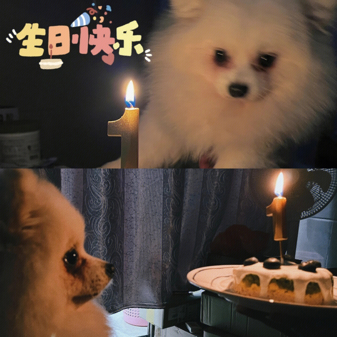 狗狗生日我们迪迪一周岁啦