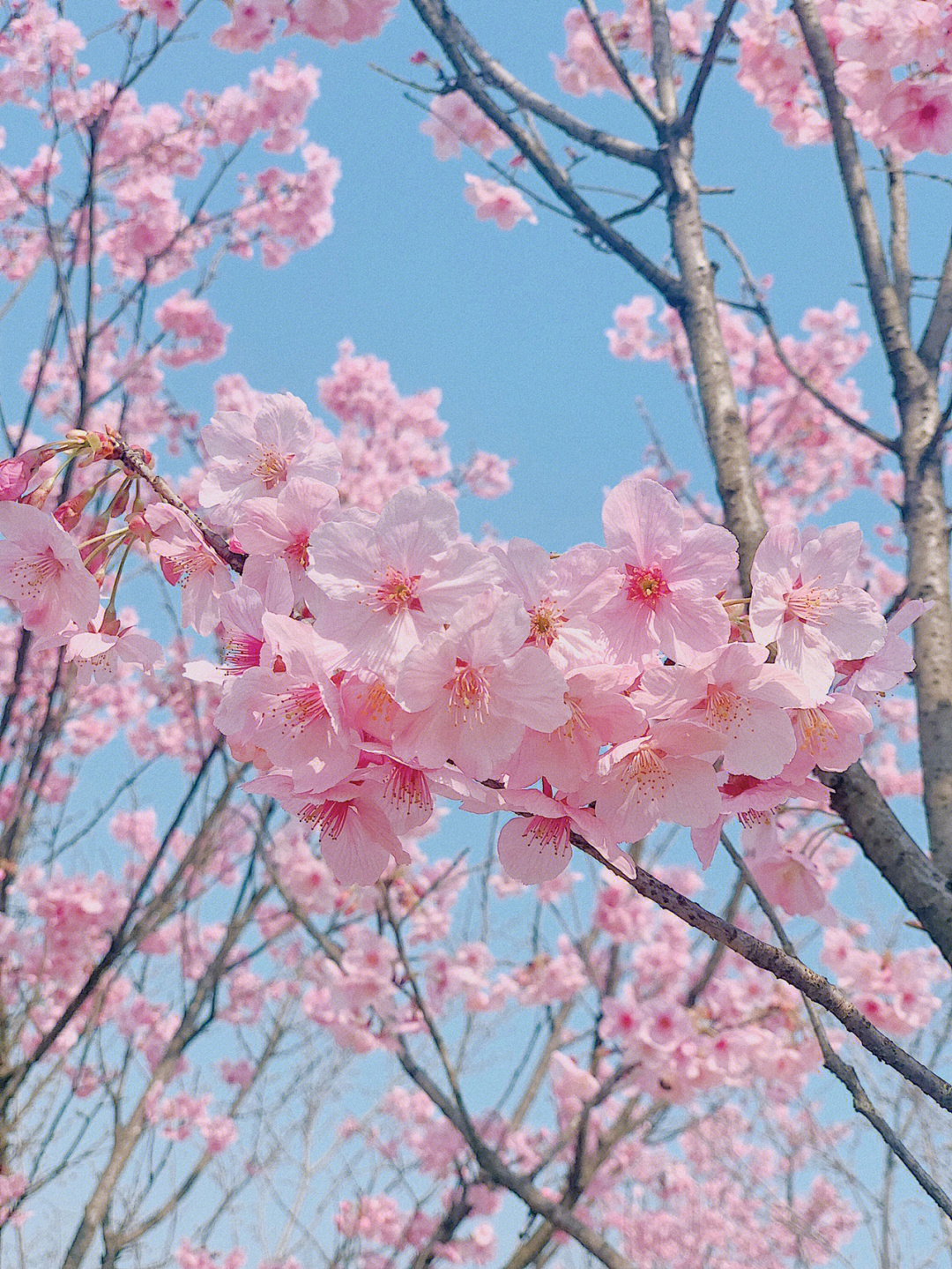 眉山樱花博览园花期图片