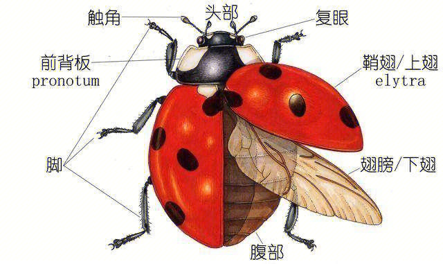 瓢虫的结构示意图图片