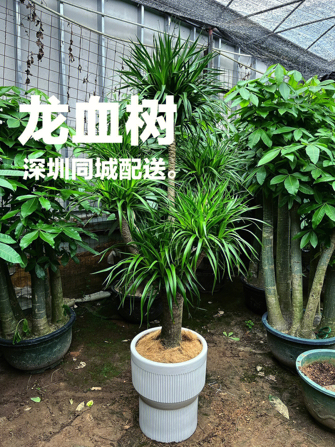 深圳绿植店大型绿植61龙血树龙须树