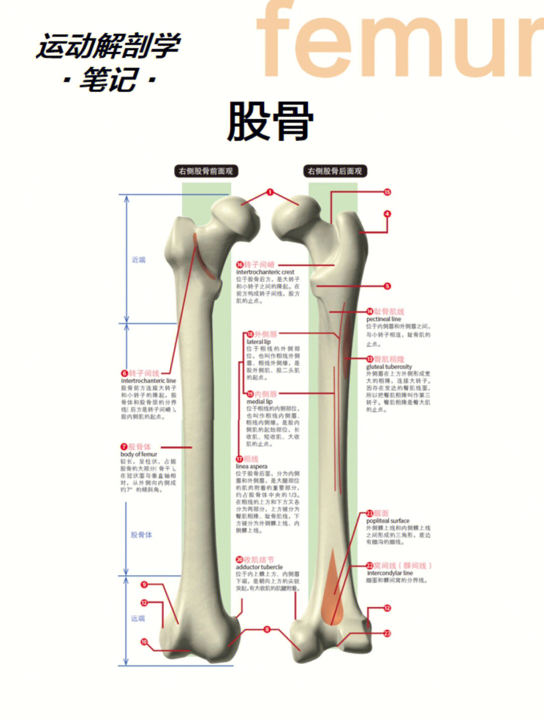 负重最重的骨,是由近端,股骨体和远端构成的长骨