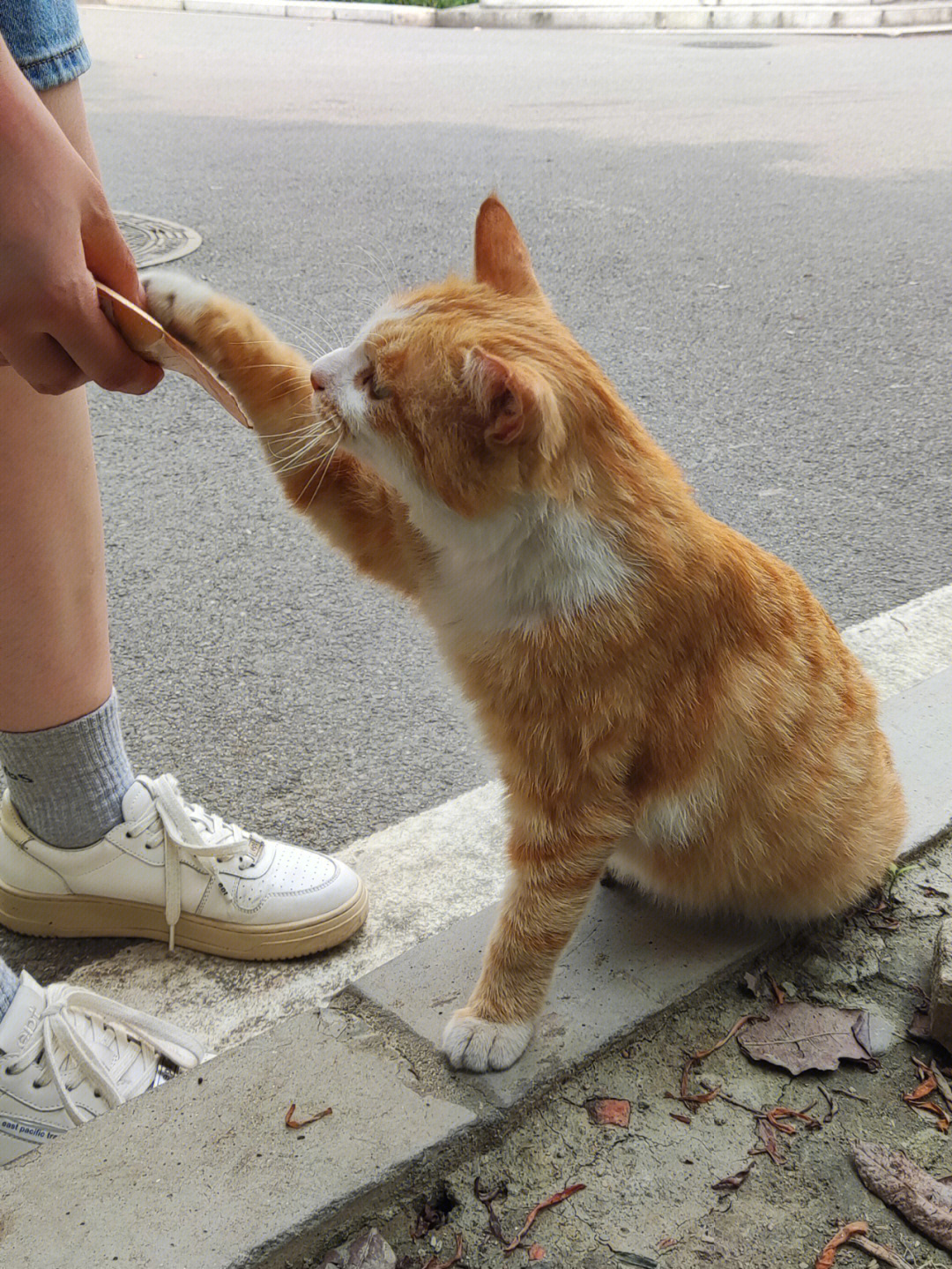 两只猫伸手图片