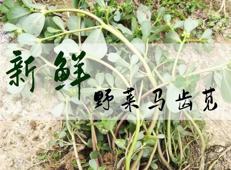 夏季好菜推荐→野菜马齿苋