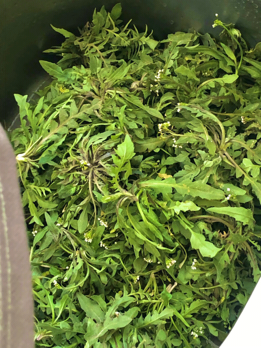 荠菜与苦菜的区别图片