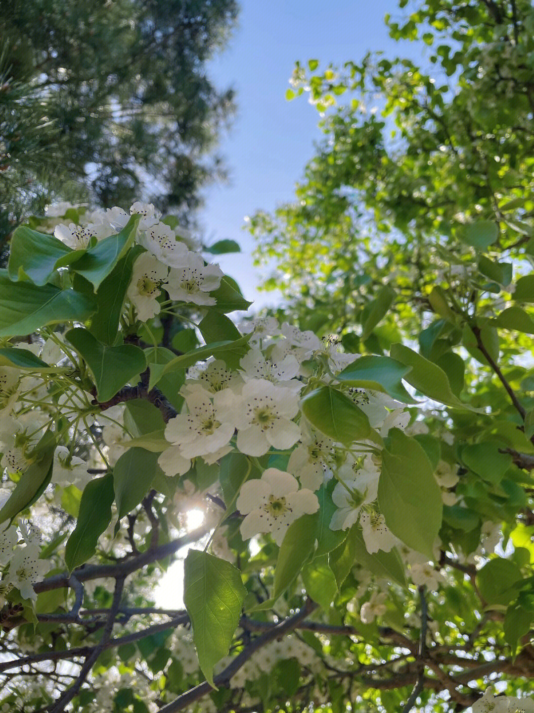 大连劳动公园樱花