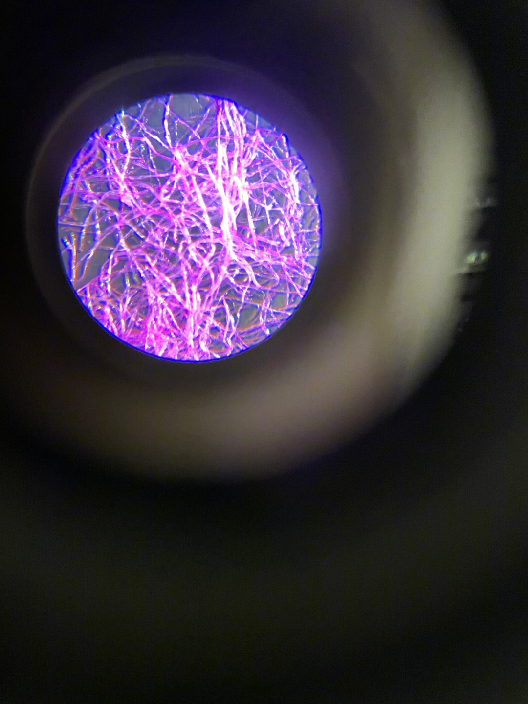 胶原纤维显微镜图片图片