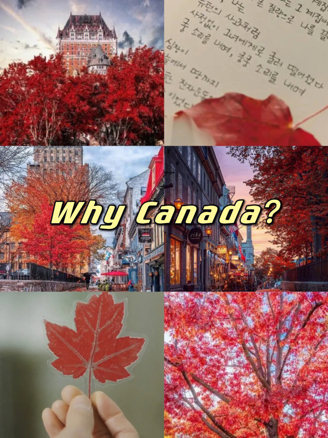加拿大魁北克枫叶鬼怪图片