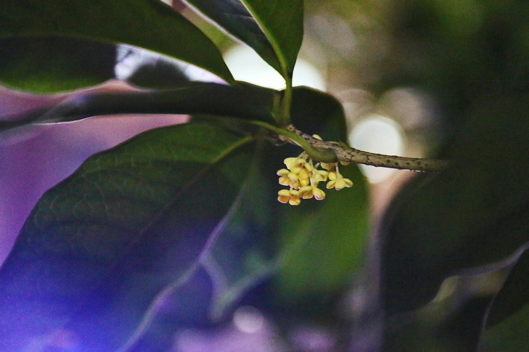 夜晚的桂花