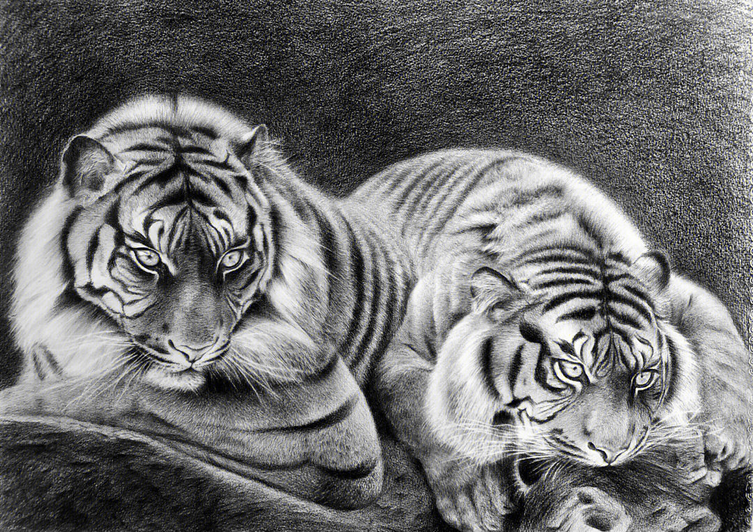 素描动物篇虎两只老虎
