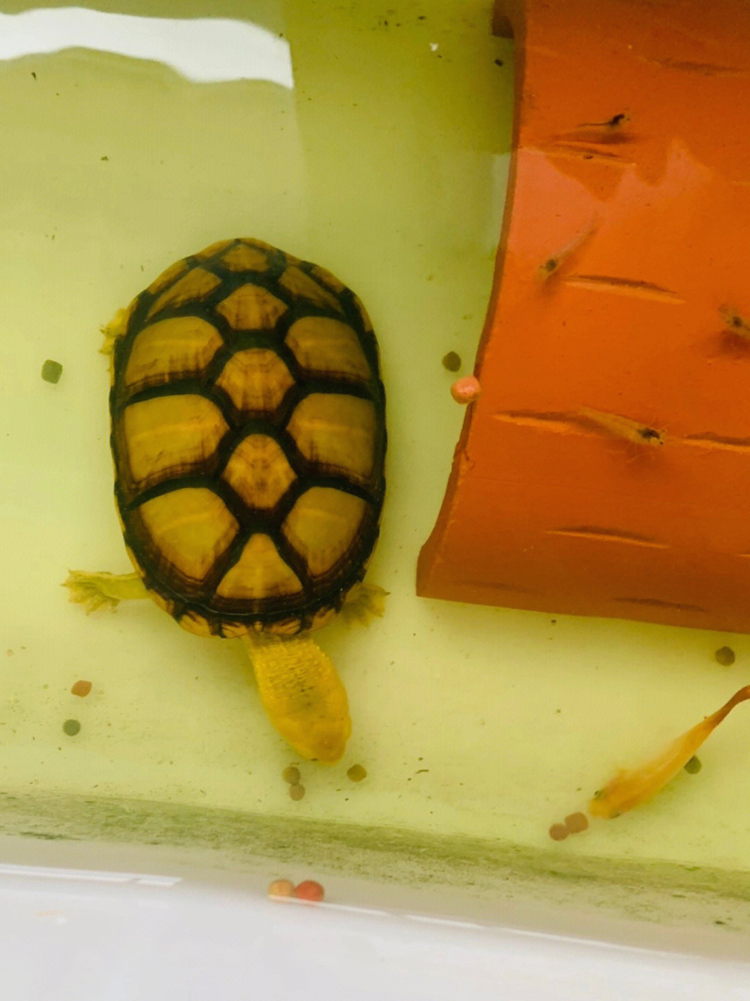 白唇泥龟饲养环境图片