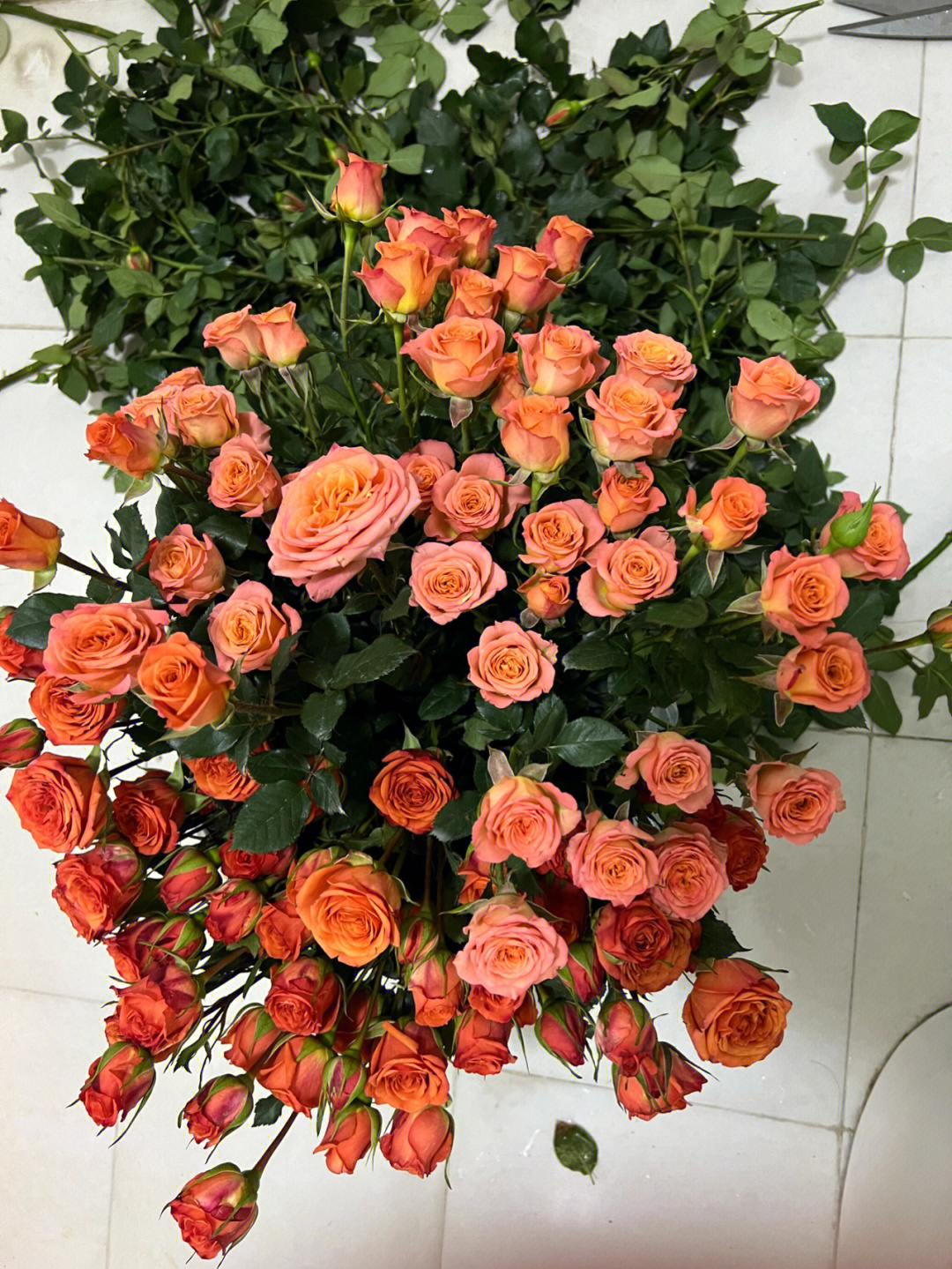 橙铃铛玫瑰花语图片