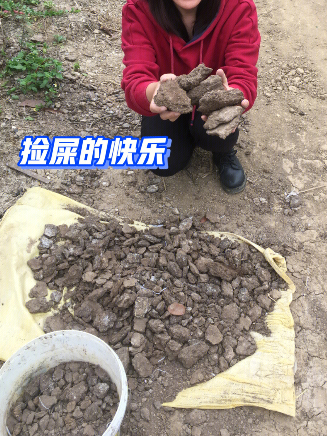 如获至宝那么欣喜若狂的兴奋之前总听说完全腐熟了的鸡屎鸭屎是不臭的