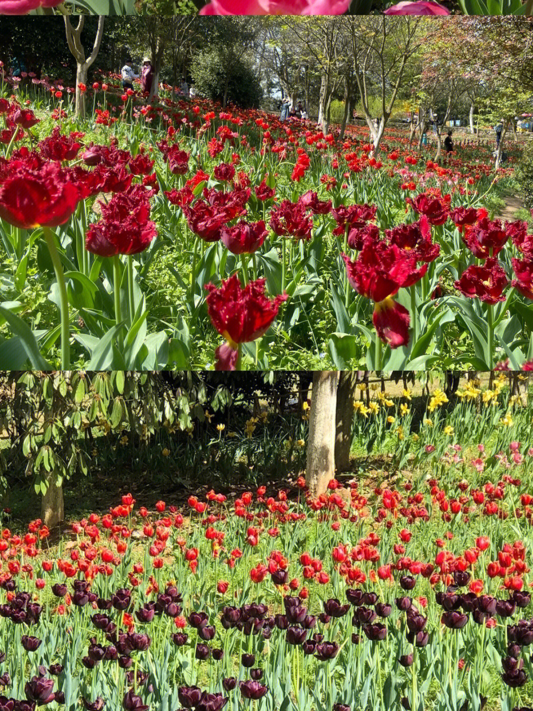 惠水桔香花海#龙里龙架山森林公园