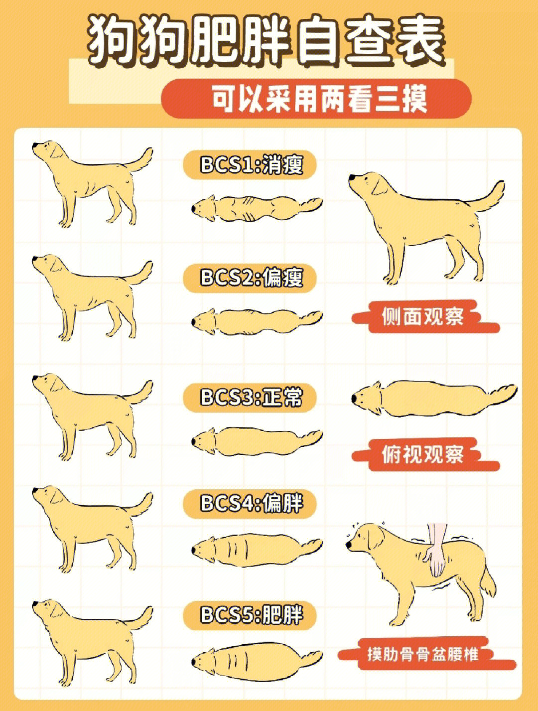 宠物中百分之50以上是体重过多,肥胖倾向引发的疾病.