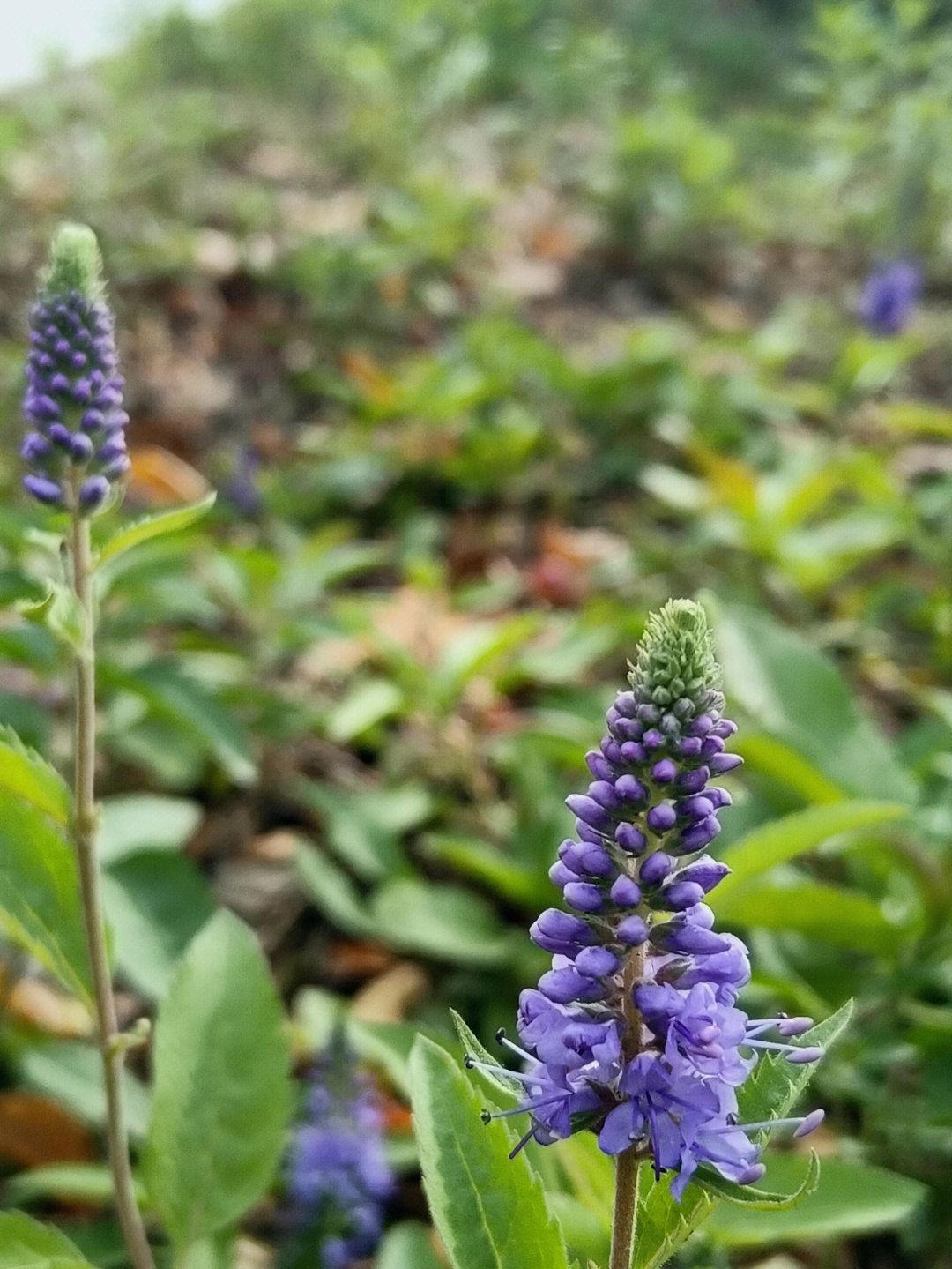 穗花婆婆纳