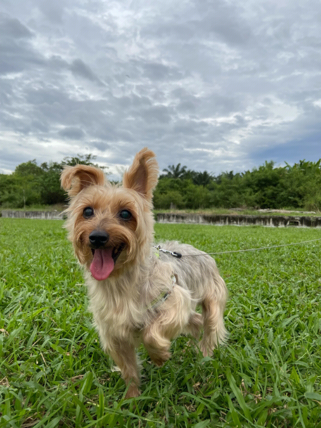 丝毛梗和约克夏图片