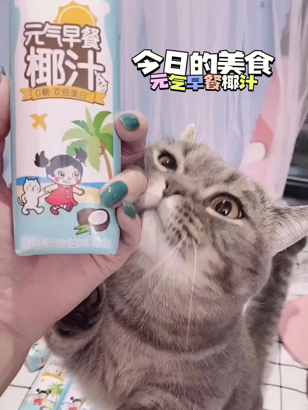 是什么椰汁让小猫咪眼神迷离