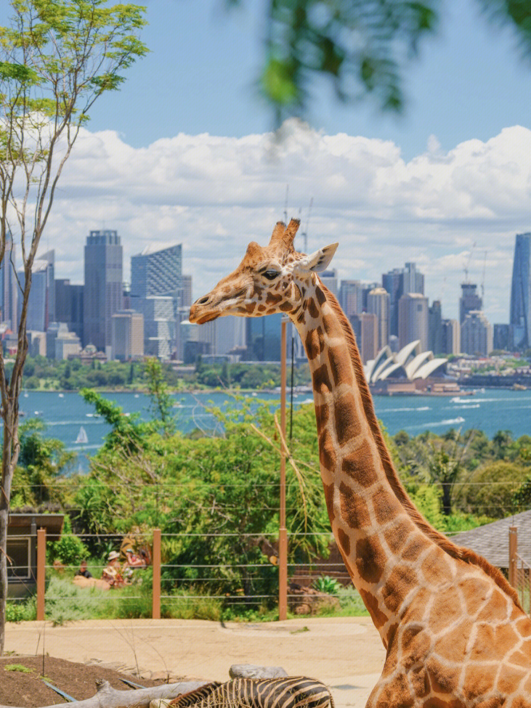 悉尼塔龙加动物园tarongazoosydney