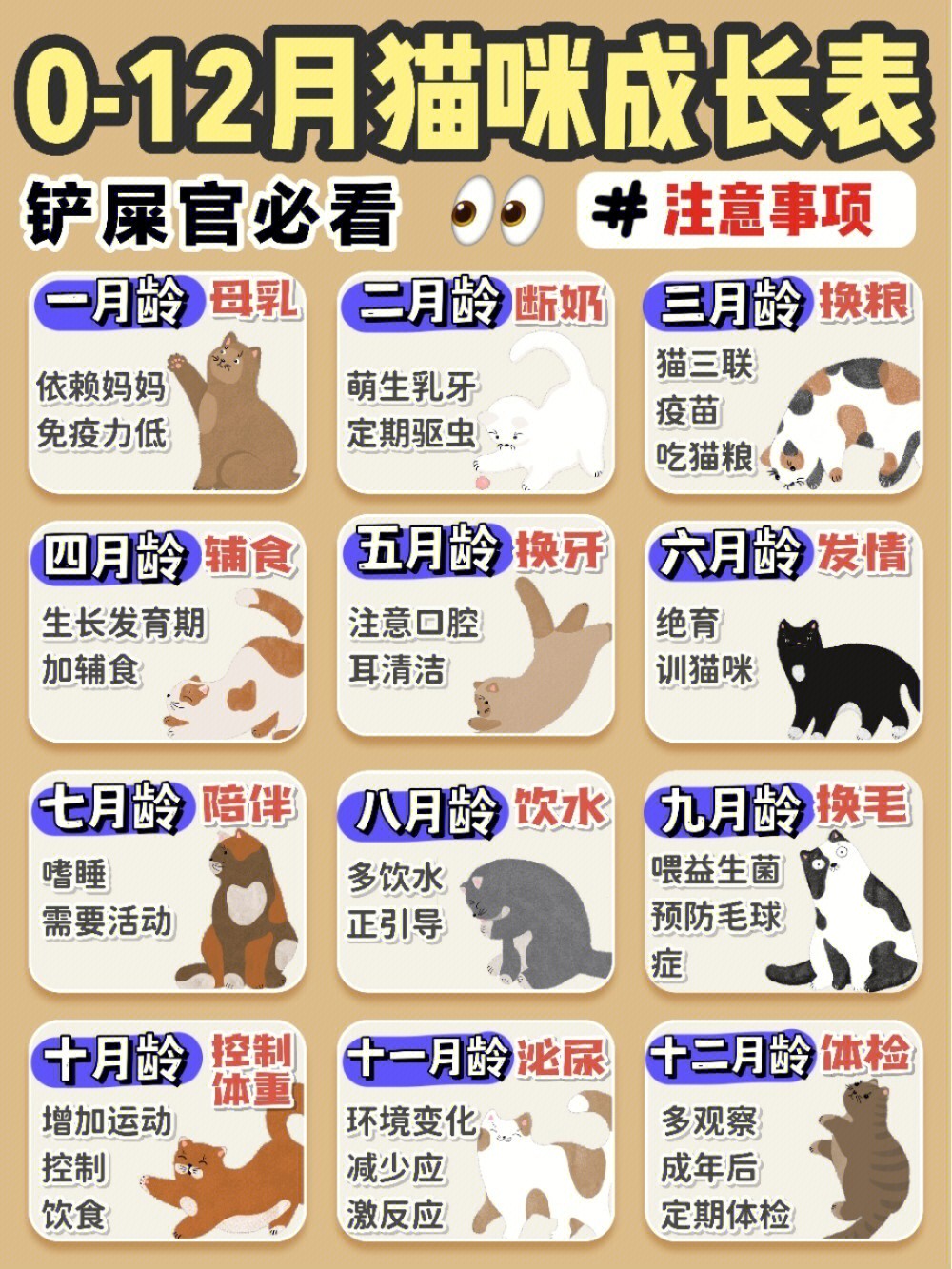 猫咪胚胎生长发育过程图片