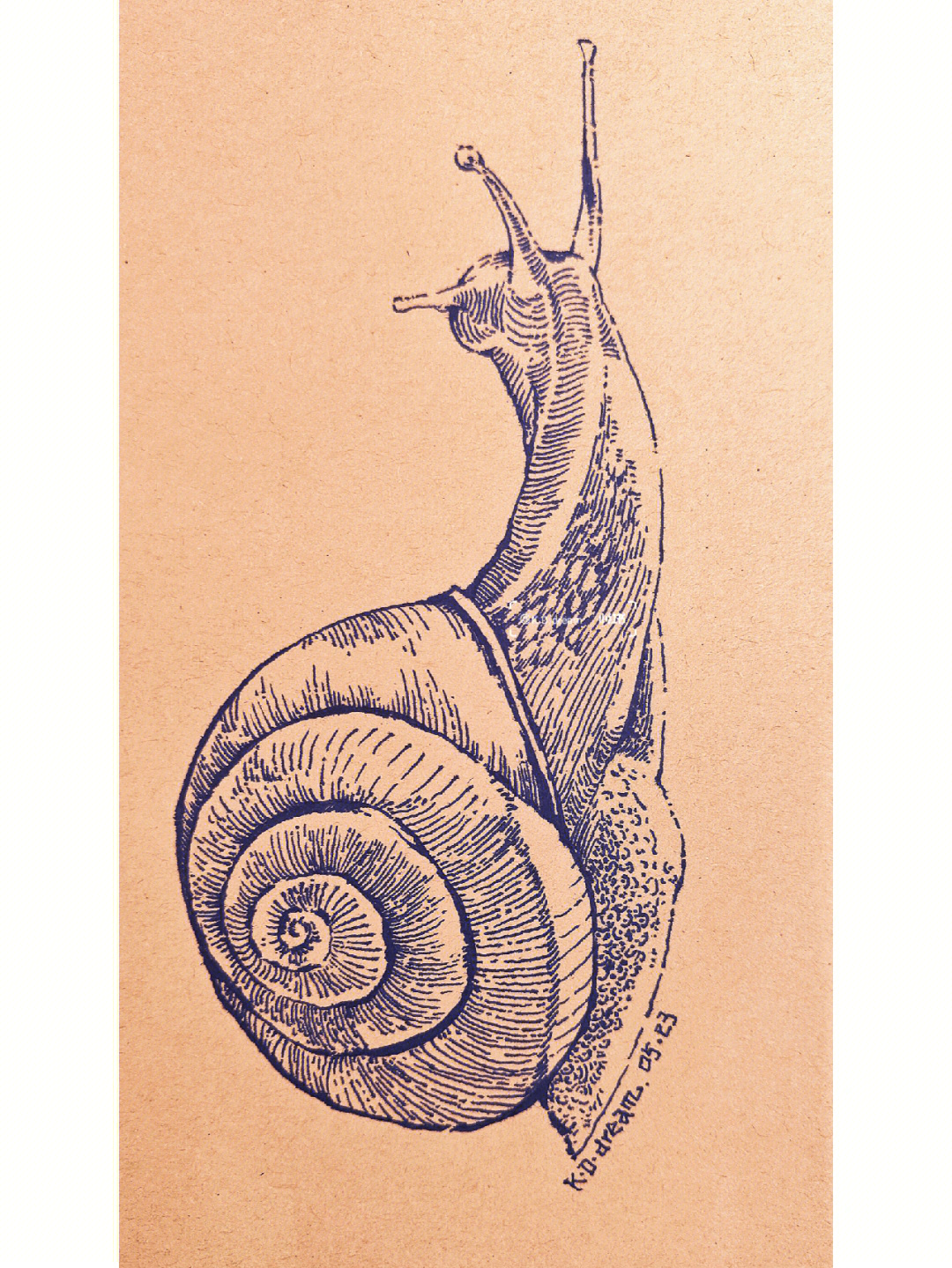 蜗牛的线描画图片