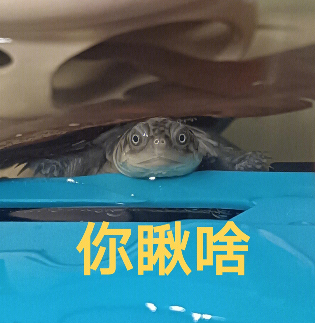 龟龟表情包惊叹图片