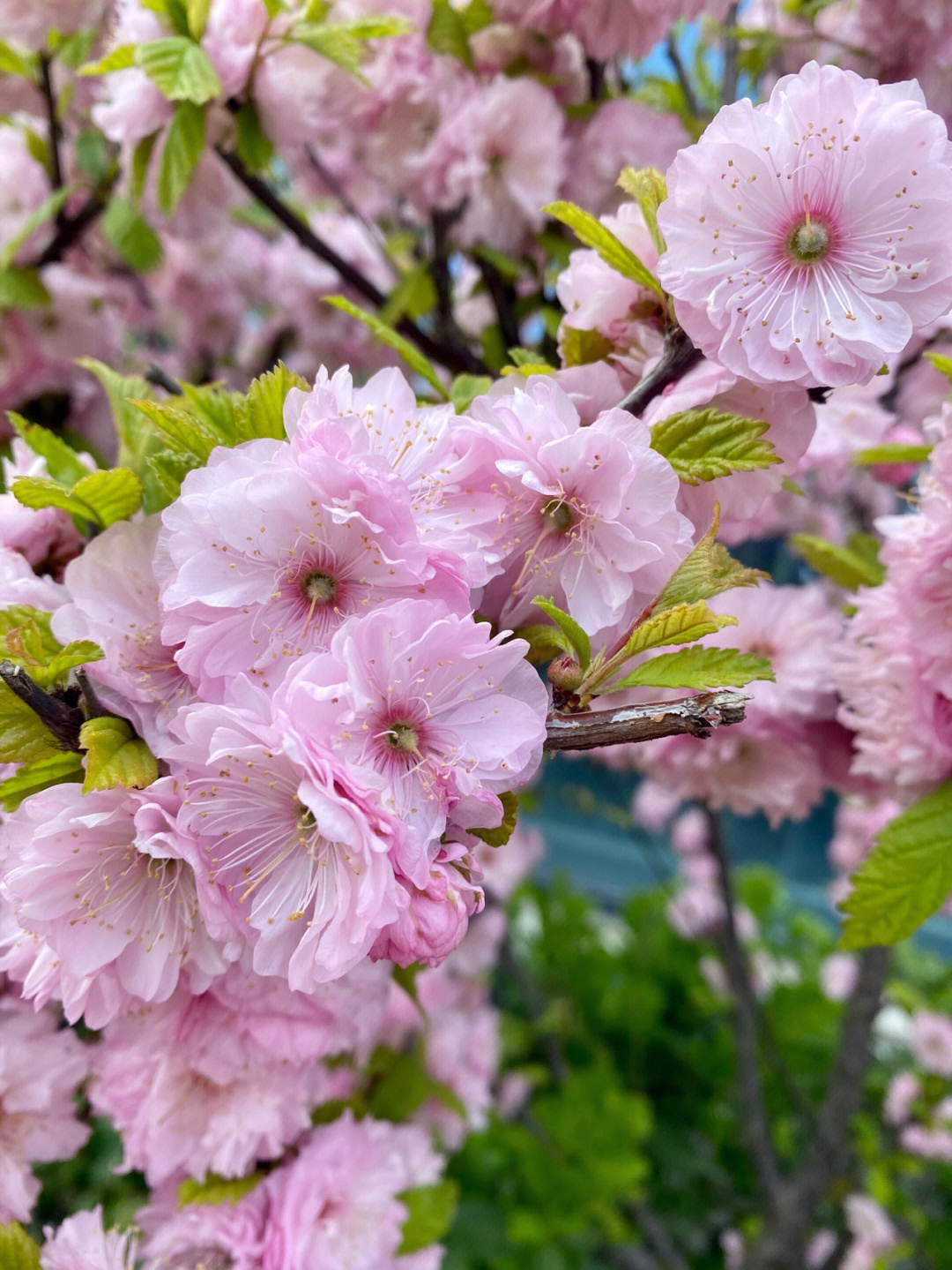 每日一花重瓣榆叶梅