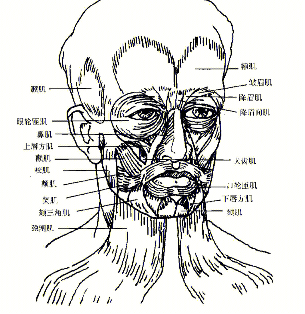 头部皮肤解剖图图片
