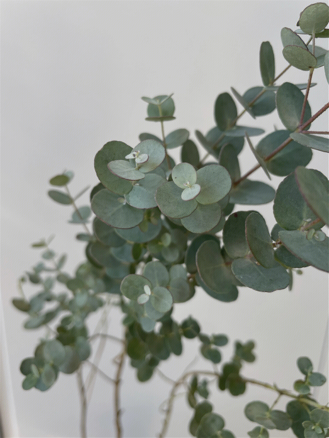 植物系|尤加利