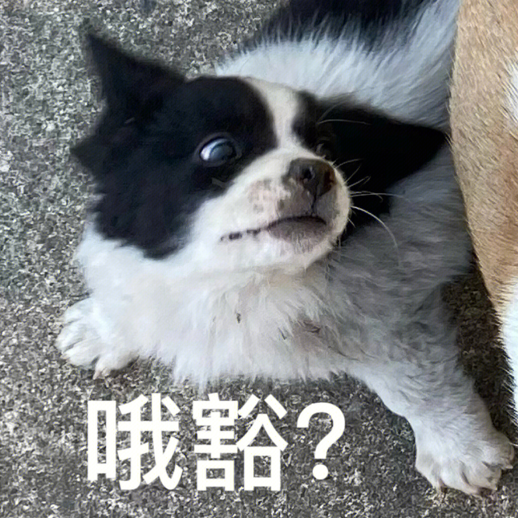 自家狗崽表情包