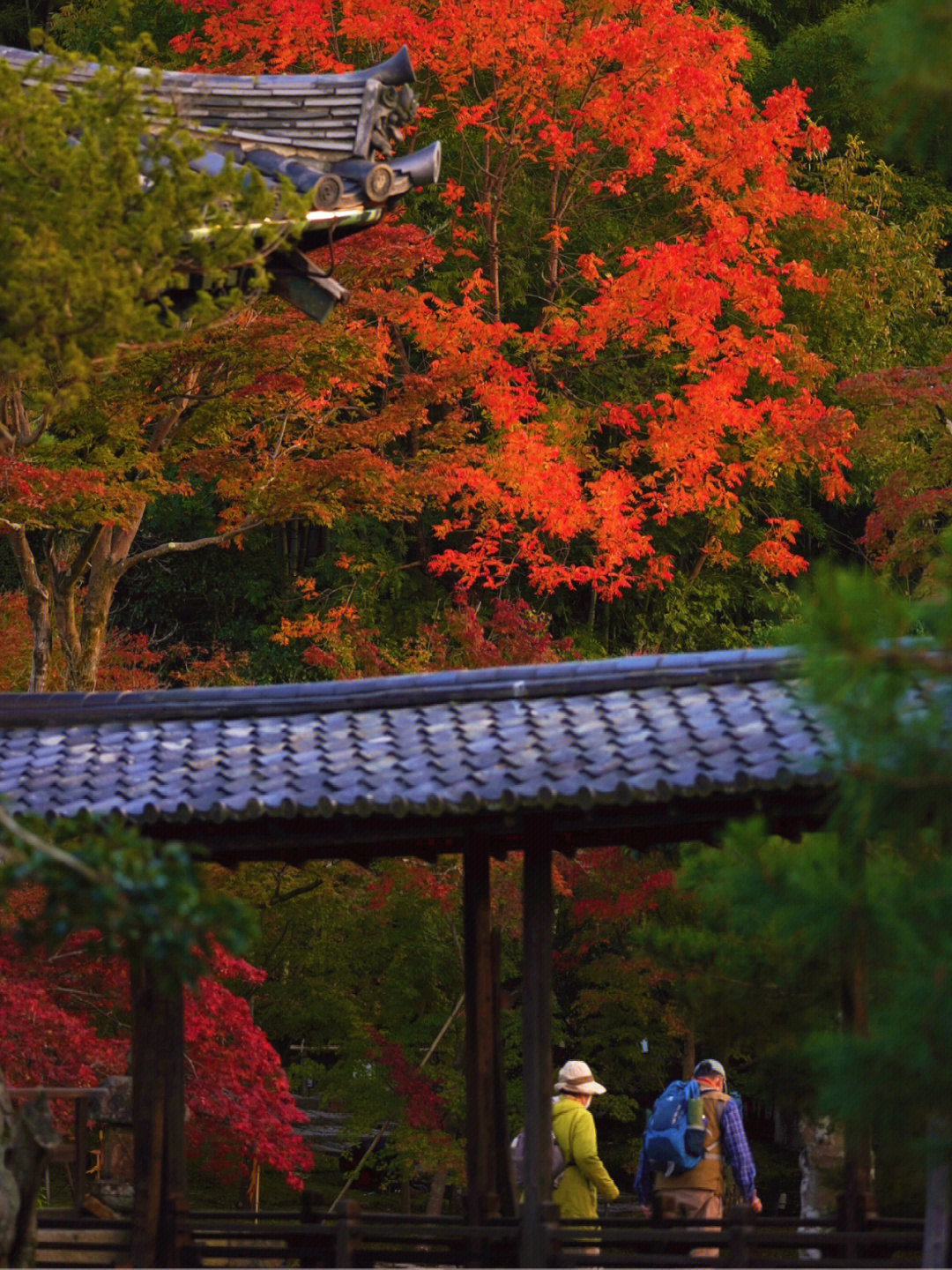 京都美景 推荐拍摄京都红叶(2021年拍摄「高台寺」介绍迎来最盛期的