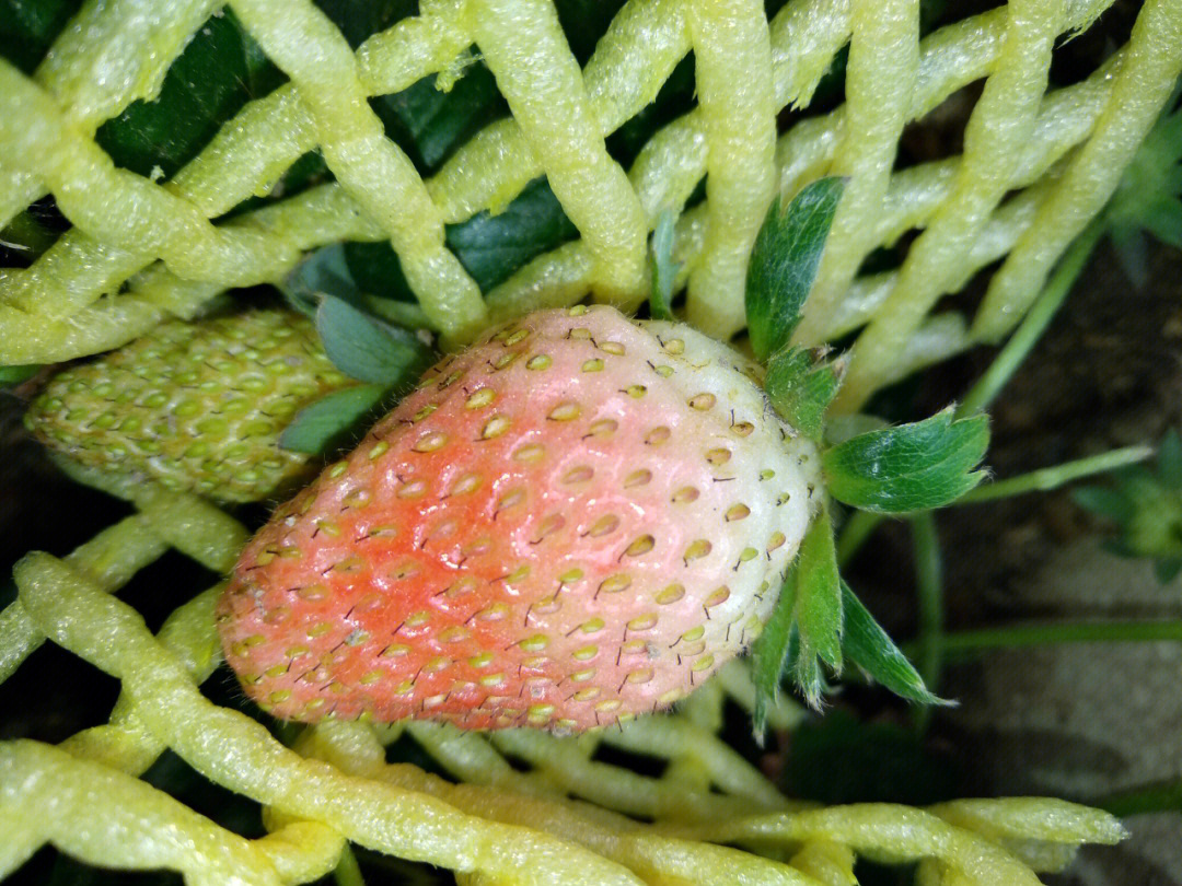 没熟的草莓图片