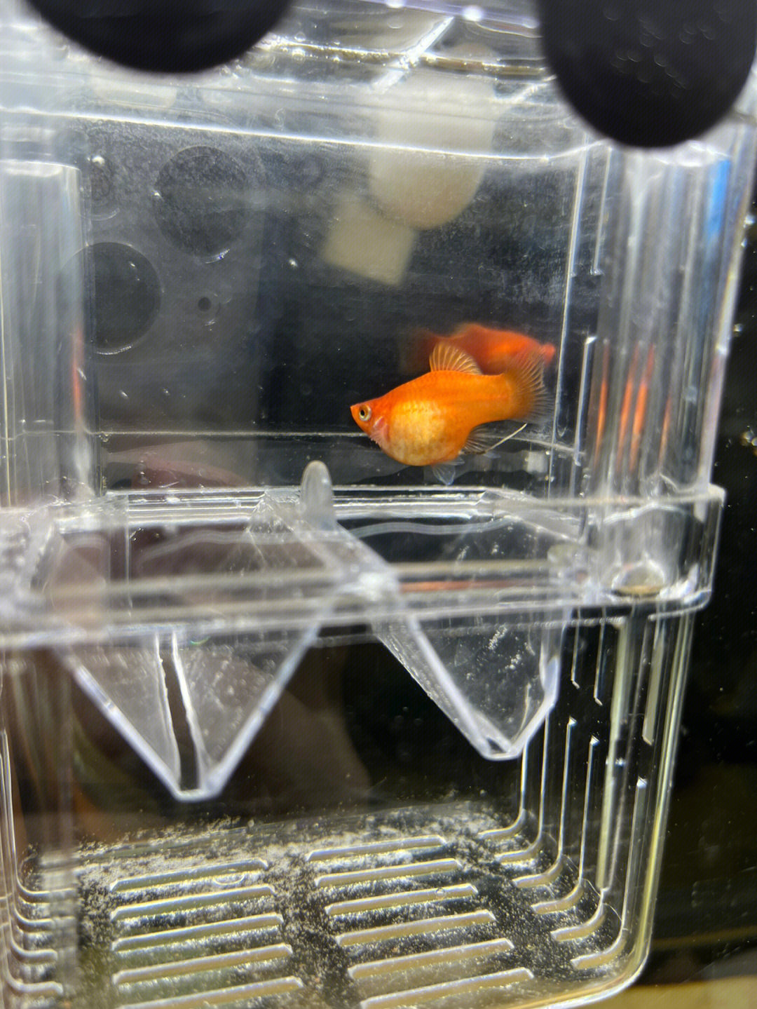 金玛丽鱼临产前的样子图片