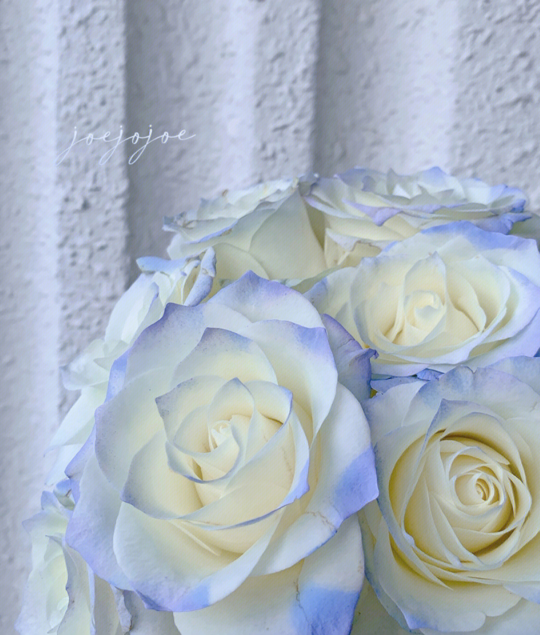 白色带点蓝色的玫瑰图片