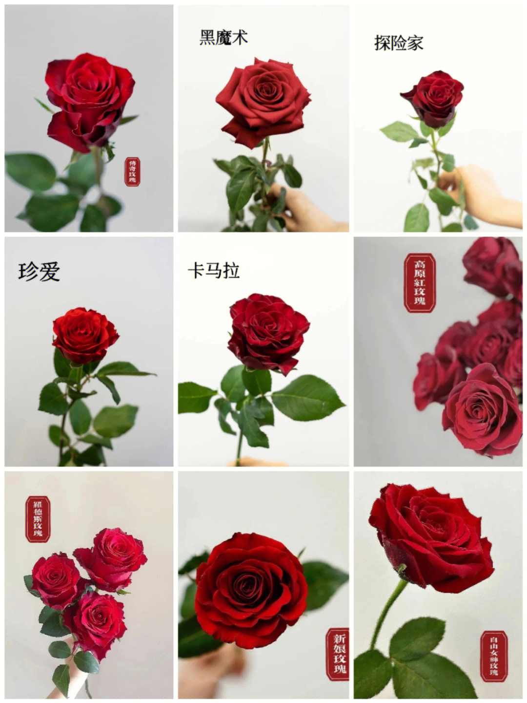 节日推荐红玫瑰品种