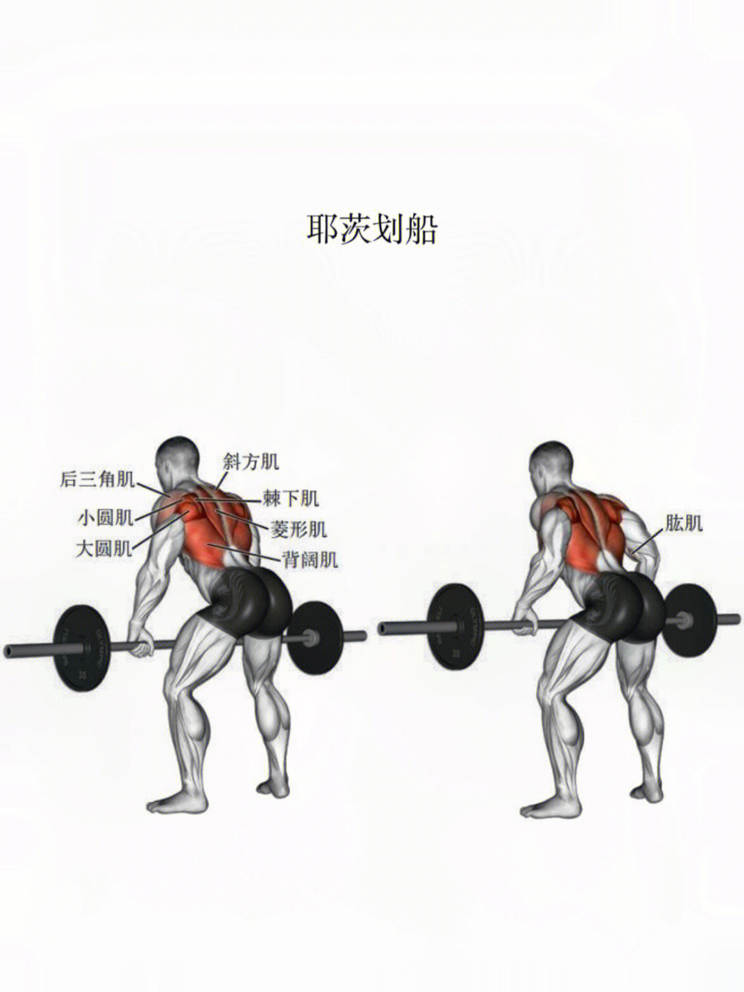 菱形肌锻炼方法图片