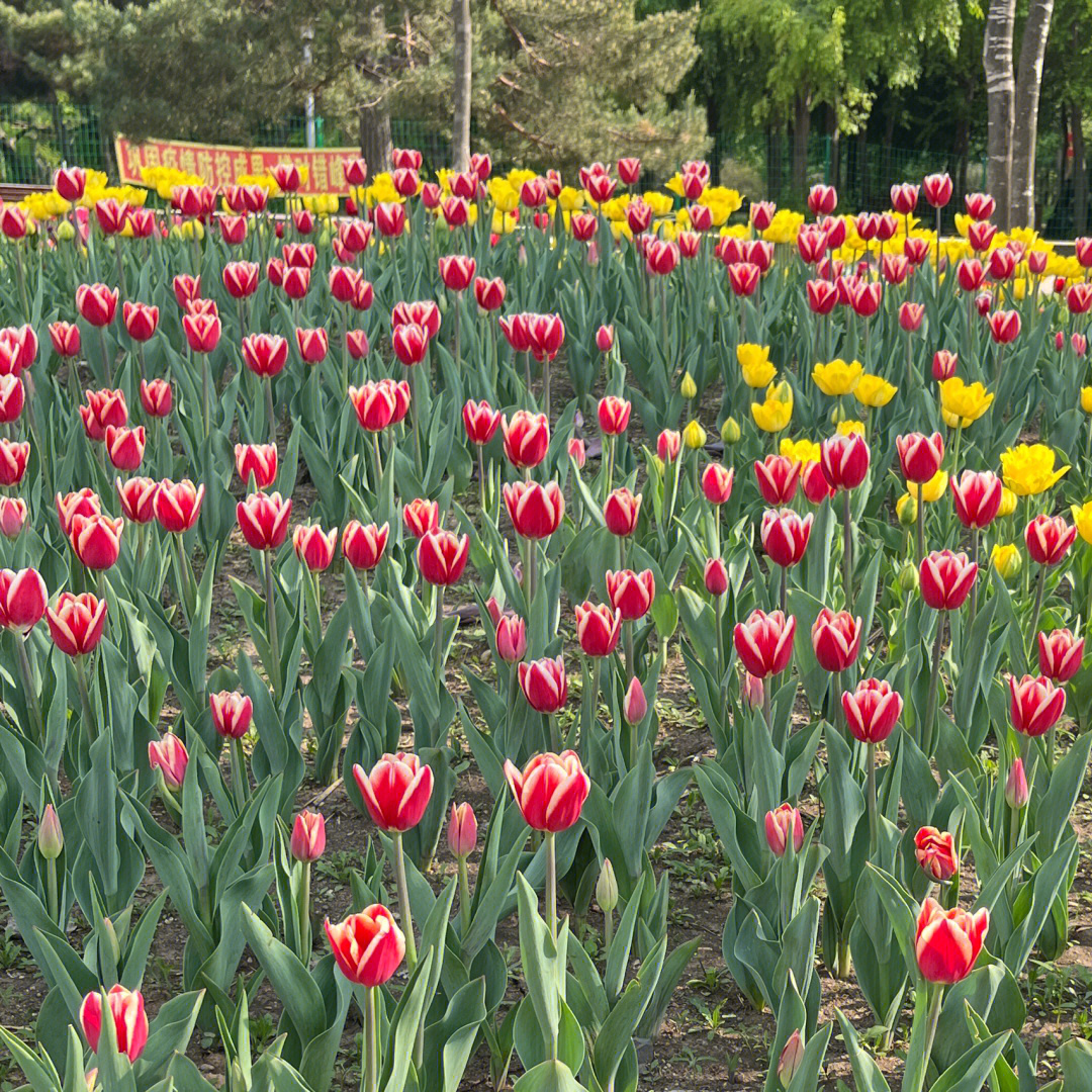 长春郁金香花海