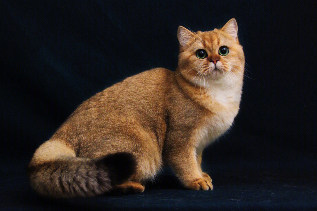 8个月男孩,非常标准的英国短毛猫,骨量巨大,非常粗壮,大而圆的眼睛