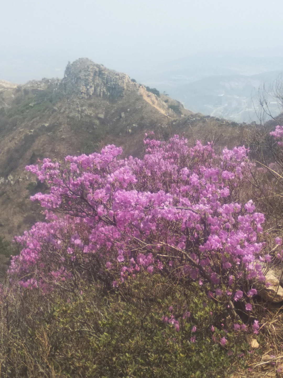 大黑山杜鹃花海路线图片