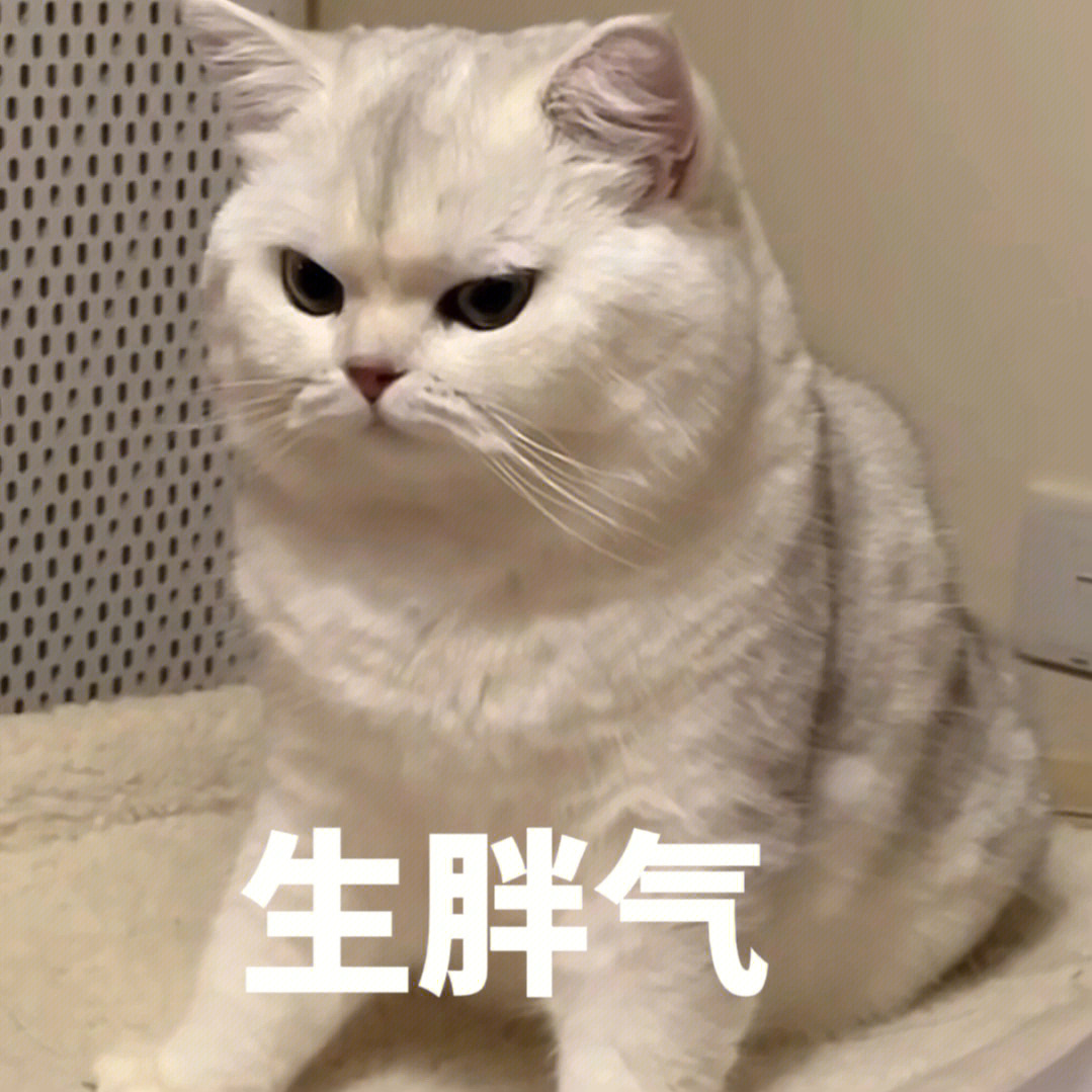 猫猫表情包