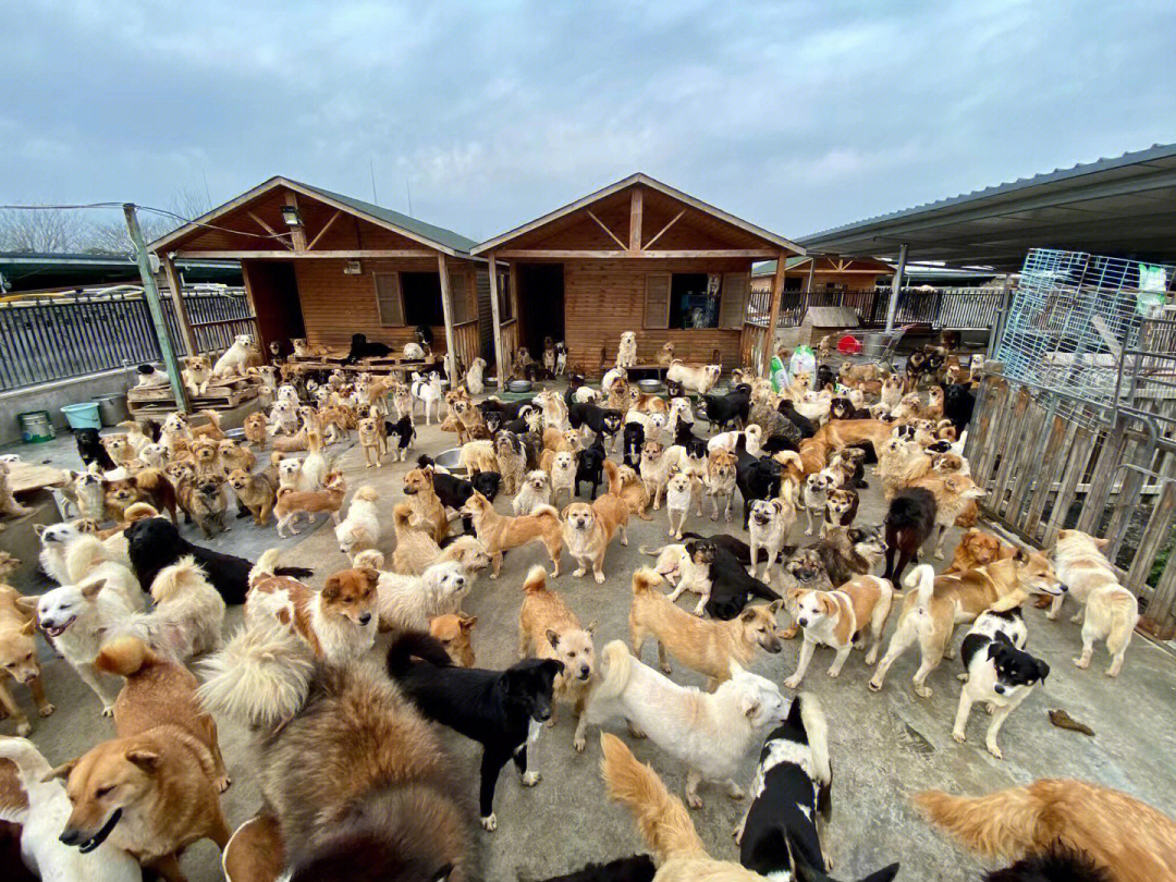 附近流浪猫狗救助基地图片