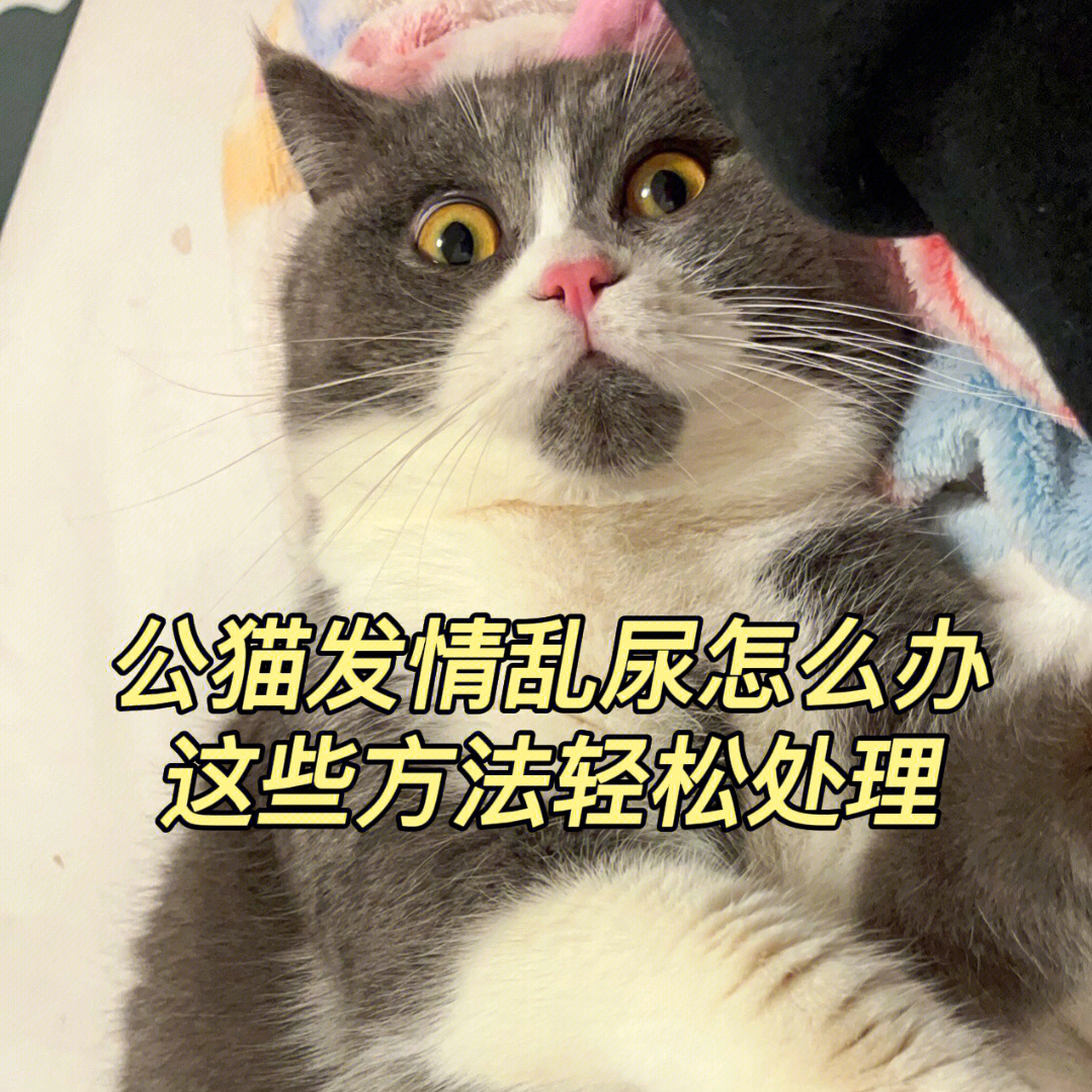 10去猫尿公猫发情这样做对尿骚味说漏