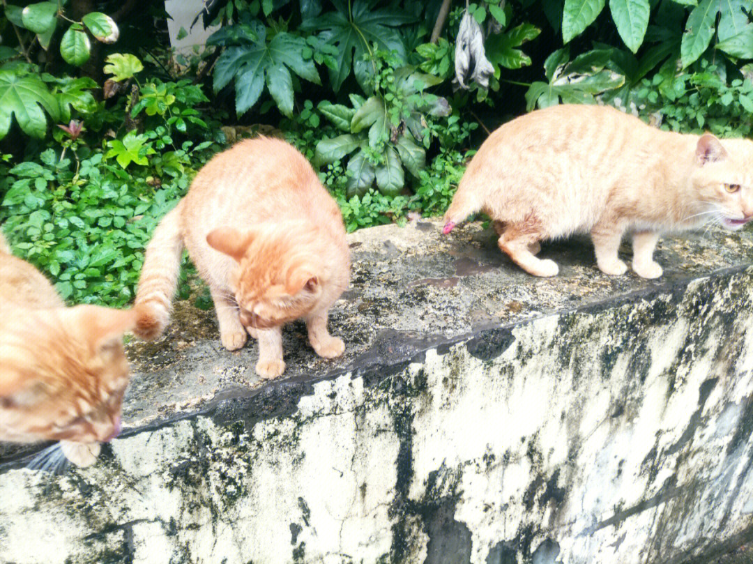 洛阳流浪猫收养中心图片