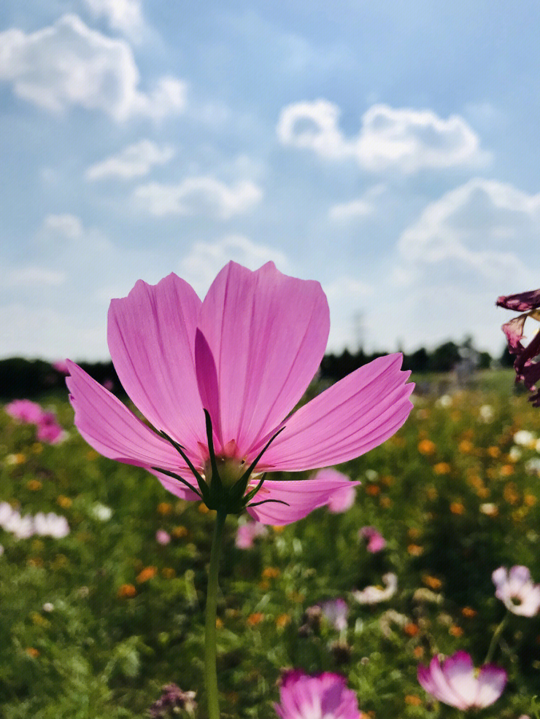 美丽的格桑花