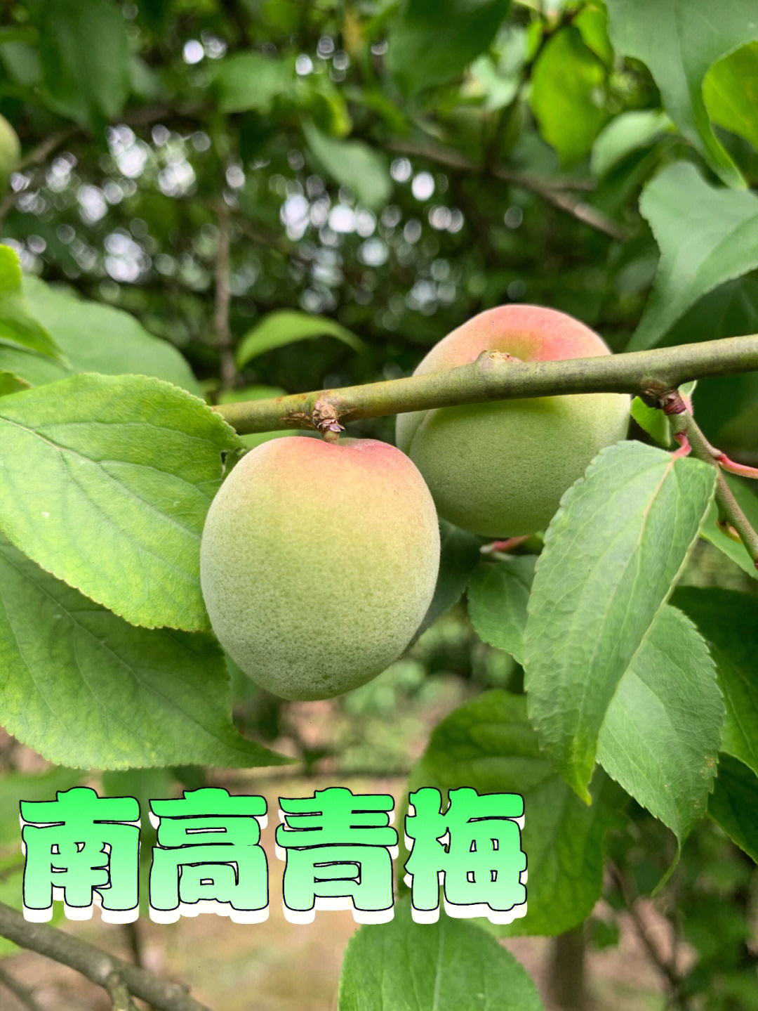 南高青梅