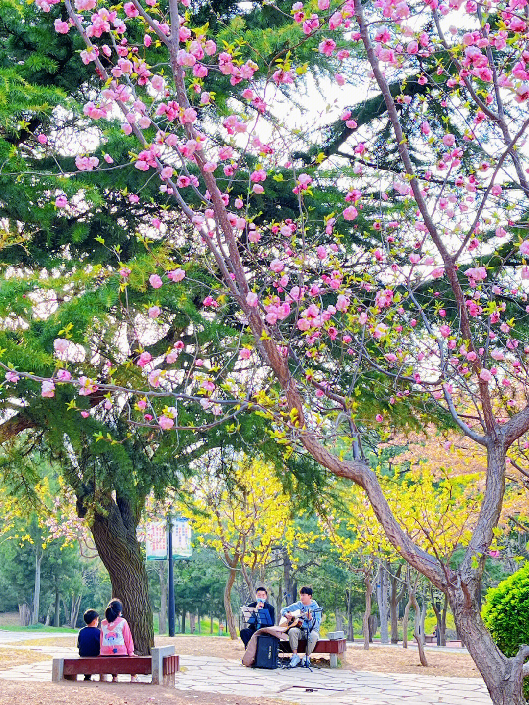 公园里的花排比图片