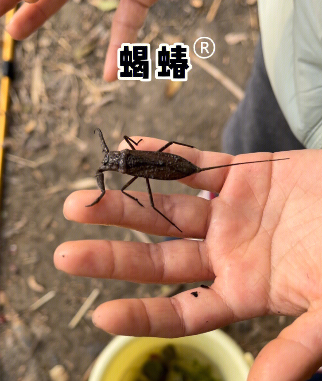 日本蝎蝽图片