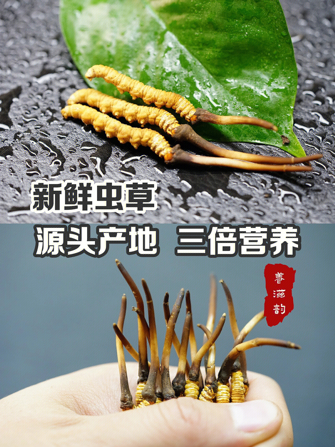 购买大量的新鲜冬虫夏草怎样保存71