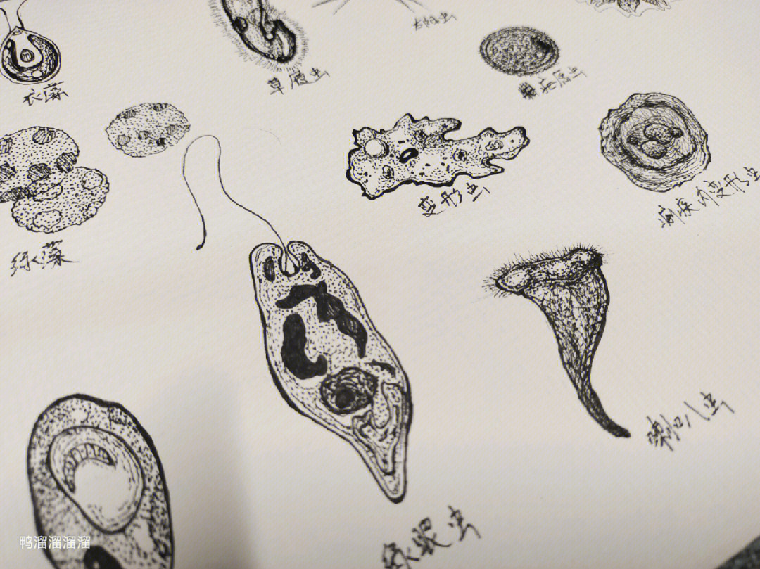 微生物怎么画 简笔画图片